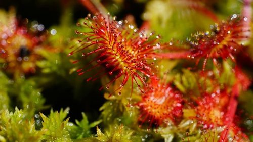 Sute de denumiri „rasiste” de plante se vor schimba după un vot istoric al botaniștilor