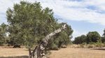 Cu livezile de măslini decimate de o bacterie, regiunea Puglia din sudul Italiei se luptă să se reinventeze / Milioane de arbori au murit sau sunt bolnavi şi sortiţi pieirii