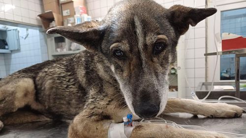 Bărbat reţinut după ce ar fi schingiuit doi câini, cărora le-a tăiat urechile şi cozile. Animalele, rănite, au fost găsite pe câmp de o persoană care a sunat la 112