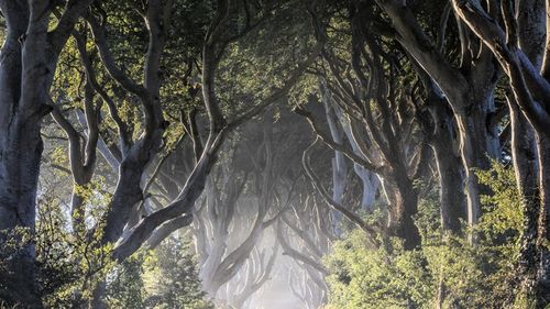 Copacii din Irlanda de Nord deveniţi celebri datorită serialului ''Game of Thrones'' ar putea dispărea în 10-15 ani