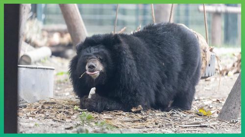 Vietnamul, tot mai aproape de eliminarea practicii de extragere a bilei de urs pentru medicina tradițională