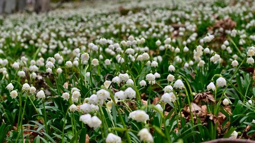 Ghioceii nu vor mai fi vestitorii primăverii, dacă schimbările climatice vor persista, spun horticultorii / De câțiva ani, au început să înflorească în ianuarie
