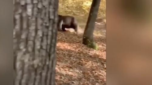 Un urs care manifesta un comportament agitat şi agresiv a fost împuşcat în Comarnic