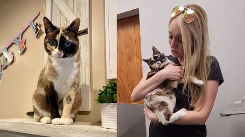 O pisică americană a supraviețuit o săptămână într-o cutie de carton Amazon, unde s-a băgat de una singură, înainte de a fi reunită cu stăpânii ei