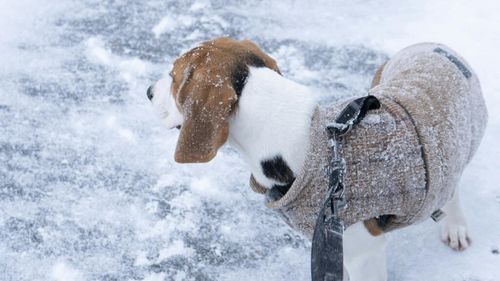VIDEO EXCLUSIV | Pericolele la care sunt expuse animalele în sezonul rece: Substanța toxică ce poate ucide / Sfaturile medicului veterinar Beatrice Ilea