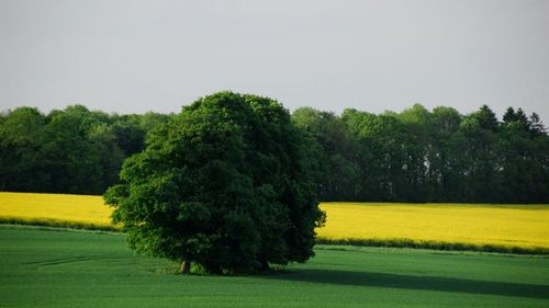 Avans masiv al ecologiștilor și al stângii radicale la alegerile municipale din Belgia