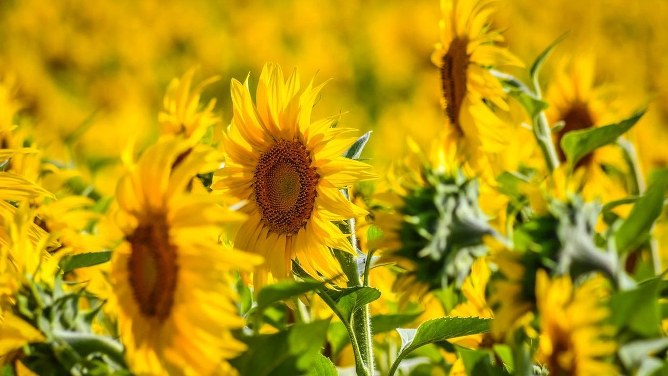 Cum se mobilizează România pentru a umple golul agricol lăsat de războiul din Ucraina