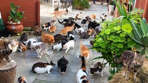 Pe insula Afroditei, pisicile sunt peste tot: pe terasele caselor albe, în taverne și pe plaje. Cum a devenit Cipru regatul a două milioane de feline