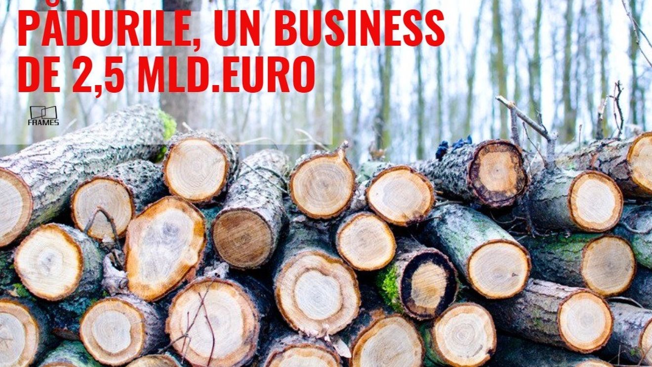 România, țara care își vinde ,,aurul verde’’ cu ochii închiși. Cum au ajuns pădurile un business de peste 2,5 miliarde de euro/ Numărul firmelor active în exploatare forestieră s-a dublat în ultimii zece ani - analiză Frames