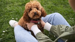 Un nou studiu dezvăluie că femelele își judecă stăpânii mai mult decât masculii. Inteligența canină surprinde știința