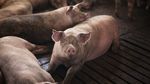 Ungaria confirmă descoperirea primului focar de pestă porcină africană la porci domestici
