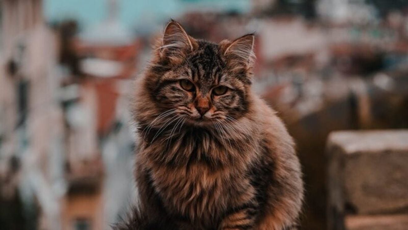 Când vom renunța la petarde și răul pe care zgomotele puternice de sărbători îl provoacă animalelor/ Cum pot muri inclusiv cele fără probleme de sănătate