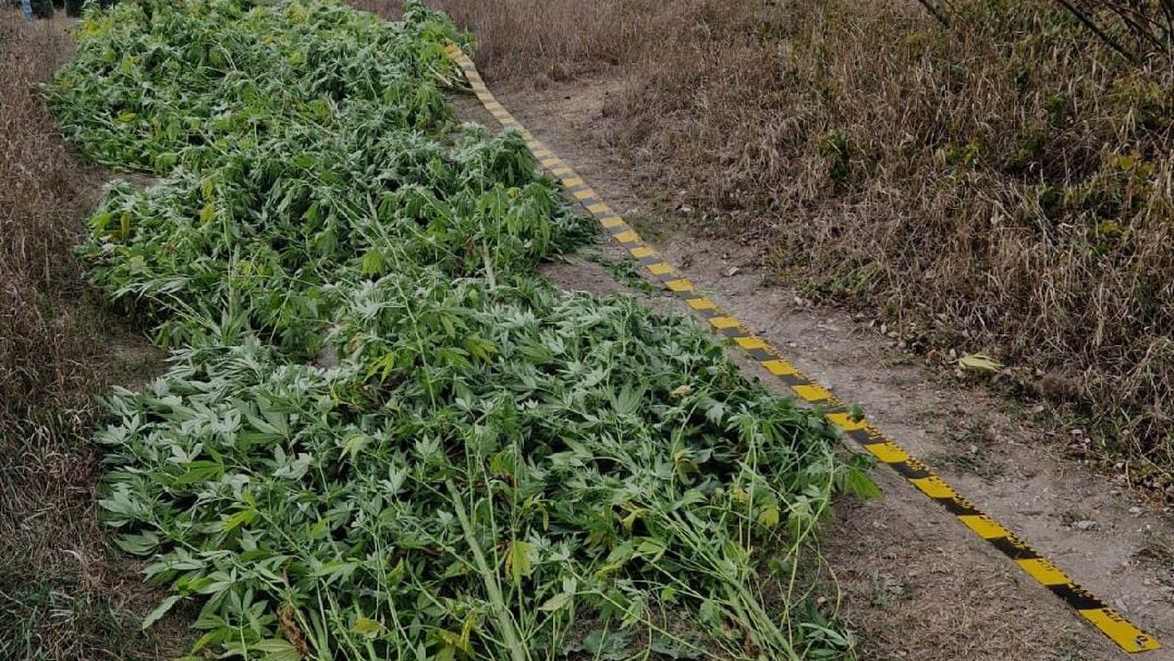 DIICOT: Bărbat arestat pentru trafic de droguri, după ce ar fi înfiinţat două culturi de canabis