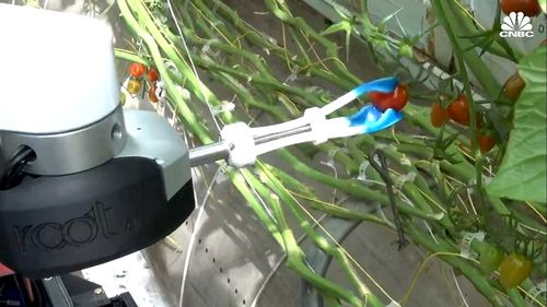 VIDEO Cum este folosită inteligența artificială la culesul de roșii. Alte domenii în care AI este tot mai utilizată