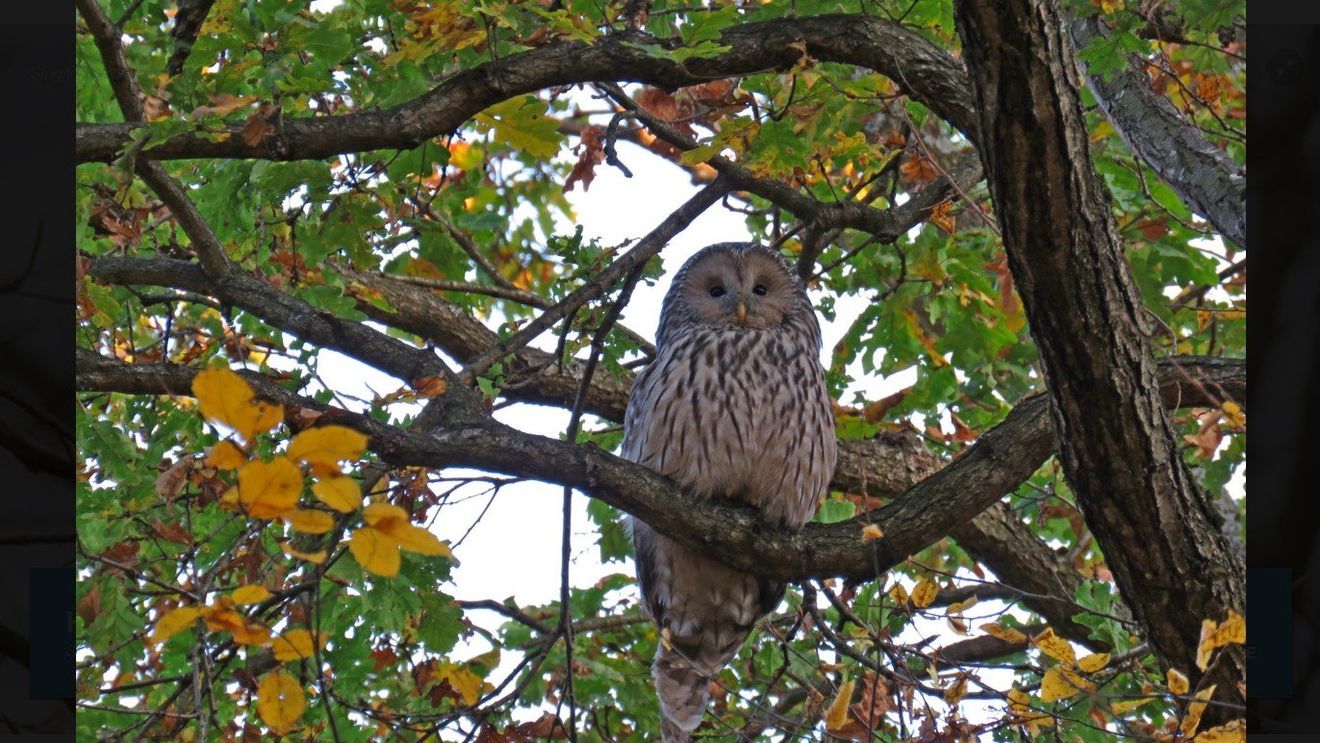 Brașovul are una dintre cele mai mari densități de huhurezi mari din lume / Păsările din masivul Postăvaru, în atenția cercetătorilor