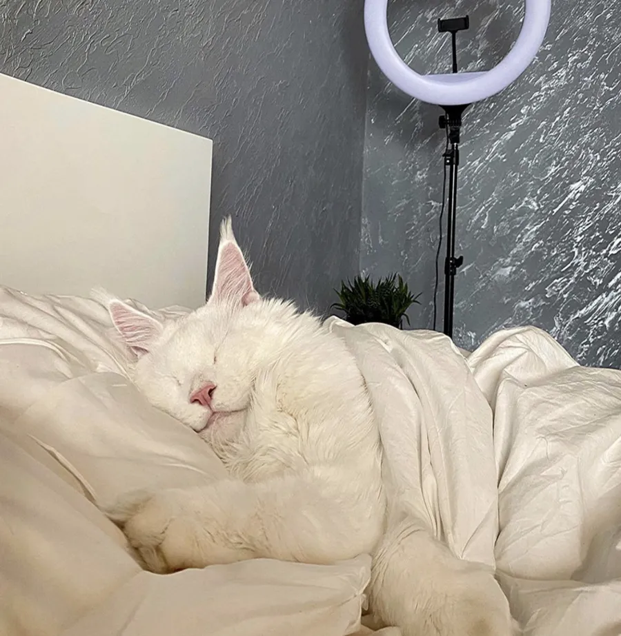 pets, maine coon, pisici, pisici de rasa 