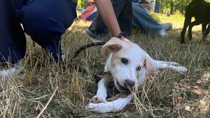 VIDEO | Ce se întâmplă cu animalele care nu își găsesc stăpân: Răspunsuri exclusive de la ASPA, direct de la târgul de adopții