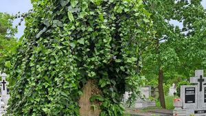 Absolvenți ai Colegiului ”Brukenthal” din Sibiu s-au strâns din Germania pentru a curăța zona istorică a cimitirului municipal / ”Mormintele spun poveștile oamenilor care au modelat orașul nostru”