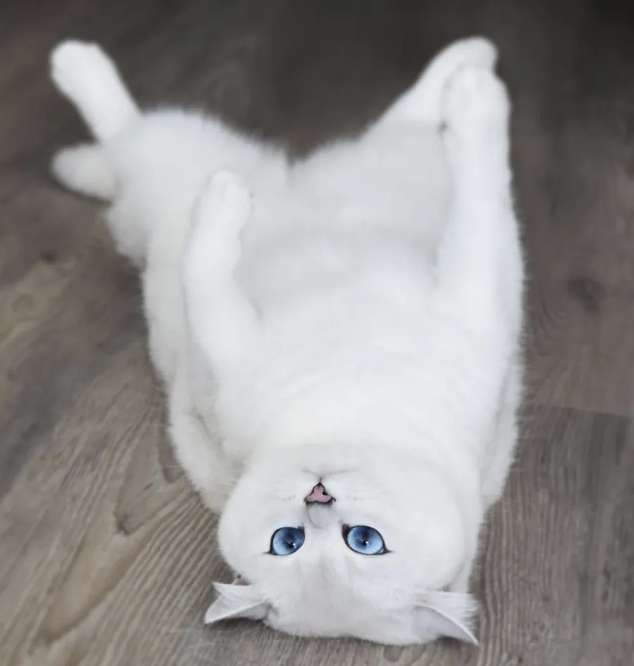 pisica, pisici celebre, coby the cat 