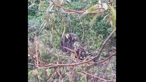 VIDEO Un urs grav rănit a fost găsit după mai multe ore în lăstărişul de pe marginea drumului, după ce a fost lovit de un autoturism pe DN13, în localitatea Buneşti din județul Braşov