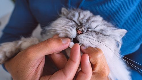VIDEO EXCLUSIV | Când trebuie să dai probiotice câinelui sau pisicii: Greșeala pe care mulți stăpâni o fac. Sfatul medicului veterinar Beatrice Ilea