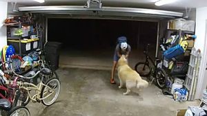 Câinele, cel mai bun paznic? Un hoț de biciclete din SUA s-a oprit din furat ca să se joace cu câinele prietenos care ar fi trebuit să îl pună pe fugă