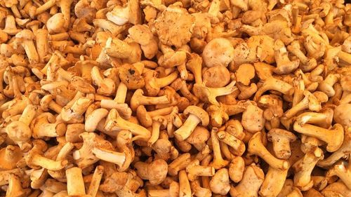 Administrator centru de colectare: Este explozie de ciuperci. Acum o lună dacă strângeam 100 kg pe zi, acum strângem cu tonele