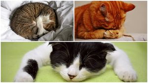 5 poziții comune de dormit ale pisicii și ce înseamnă ele