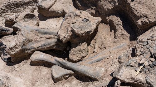 Fosilele unui mic dinozaur, descoperite în Spania, „rescriu arborele evoluţiei” speciilor