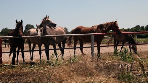 Braşov: Cinci persoane, plasate sub control judiciar în dosarul de ucidere ilegală a cailor