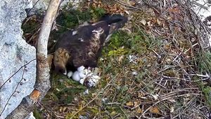 VIDEO: O cameră montată deasupra unui cuib a surprins eclozarea a doi pui de acvilă de munte din Parcul Natural Apuseni