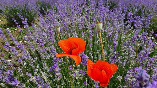 GALERIE FOTO Pauza de respirație: mov cât vezi cu ochii / Relaxare de weekend în lanul de lavandă / Planta cu parfum inconfundabil este în perioada de înflorire maximă