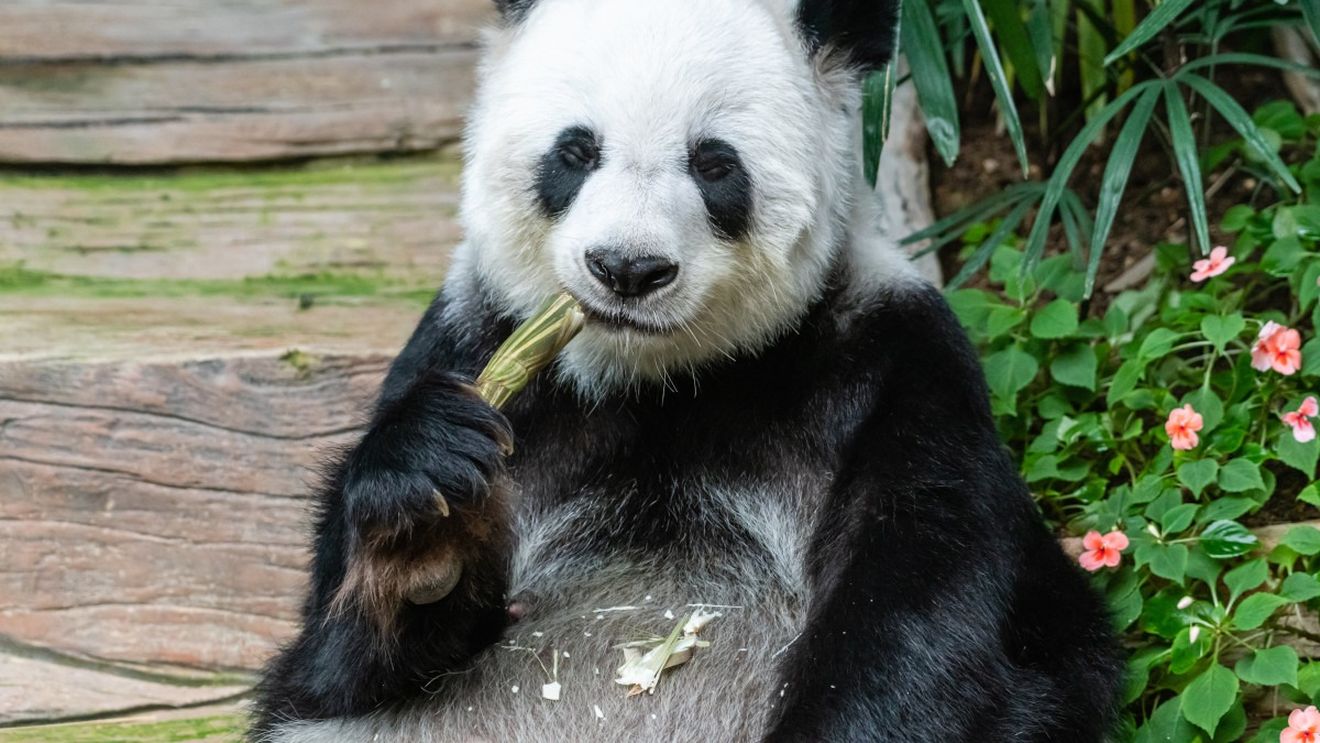 Adio, dragă panda: Sud-coreenii îşi iau rămas bun de la un îndrăgit urs înainte să se întoarcă în China