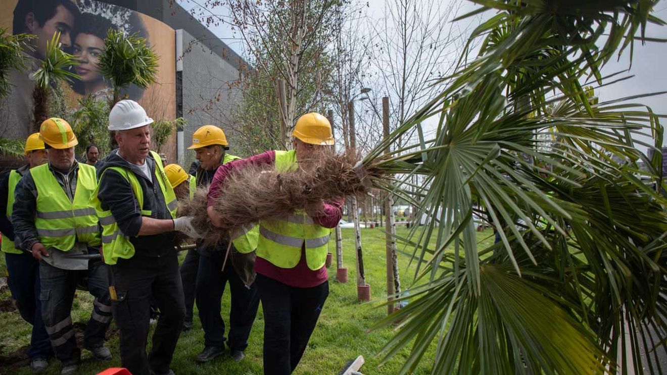 GALERIE FOTO Palmierii plantați de Primăria Sectorului 3 în centrul Bucureștiului sunt scoși de Primăria Capitalei