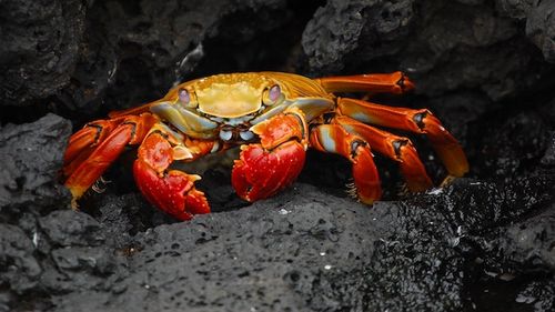 Chinezii ar putea să rămână fără una dintre delicatesele lor favorite din cauza valurilor de căldură