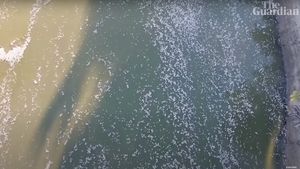 VIDEO Australia: Milioane de peşti morţi plutesc pe fluviul Darling, în sud-estul țării, în urma unui val de caniculă