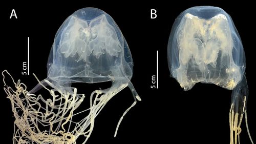 O nouă specie de meduză extrem de veninoasă, capabilă să ucidă oameni, descoperită în „Insula Morții” din Singapore