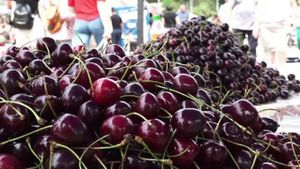 Cum să culegi foarte ușor cireșele cu ajutorul unei sticle de plastic/ Un truc simplu dezvăluit de un agricultor