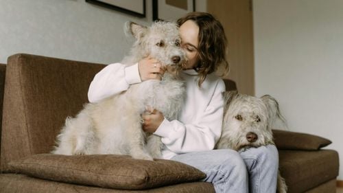 Vrei să te muți cu animalul tău de companie în Spania? Iată ce trebuie să știi despre chirie / Ce se întâmplă dacă un contract de închiriere nu menționează animalele