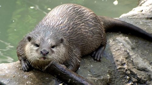 Substanţe toxice ''eterne'', care nu se descompun cu uşurinţă în mediul înconjurător, identificate în vidre în Marea Britanie