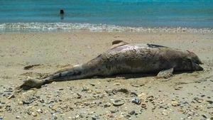 Victime colaterale / De la începutul războiului în Ucraina, în Marea Neagră au murit cel puţin 5.000 de delfini: este o tragedie ecologică / Sonarele submarinelor dăunează auzului delfinilor și îi dezorientează - expert