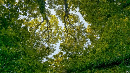 Un studiu sugerează că arborii ar putea stoca mai puțin carbon decât se spera