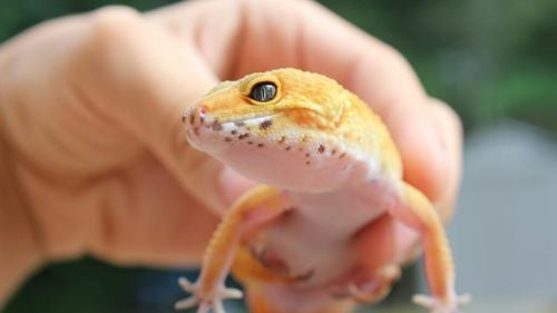 STUDIU | Cum influențează limbajul din presă empatia față de animalele de companie exotice: De ce șopârlele și șerpii sunt văzuți ca pericole