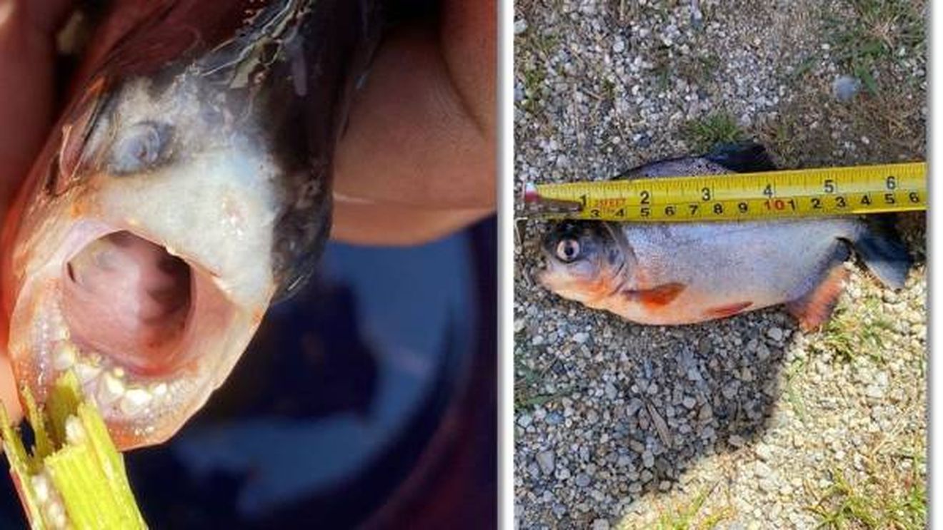 Peștele piranha, prins de un pescar în Timiș / Specia pune în pericol întreagă faună din râu / Se presupune că a fost eliberat de către un crescător, care l-a ținut într-un acvariu