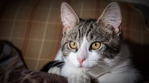 Pisica nu te iubește, dar îți cunoaște mirosul. Ce au aflat cercetătorii după un studiu surprinzător cu 30 de feline