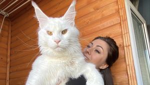 Kefir, motanul gigant de 13 kilograme pe care lumea îl confundă cu un câine