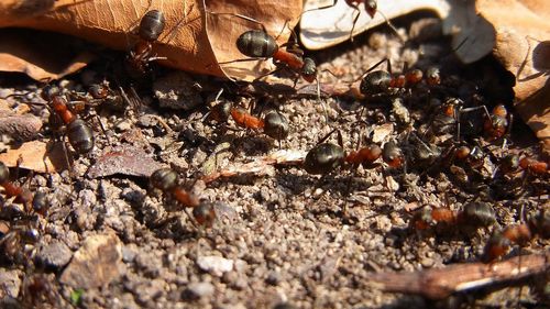 "Personalitatea" furnicilor o determină pe cea a coloniei din care fac parte