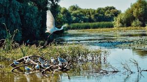 Început de sezon turistic promiţător pentru pensiunile din Deltă: 75% din locurile de cazare sunt rezervate până la sfârșitul lunii septembrie