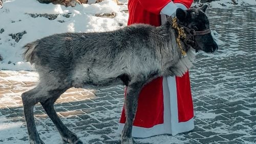 Trei reni au fost aduși din Olanda la Zoo Târgu Mureș și în curând vor putea fi văzuți de vizitatori