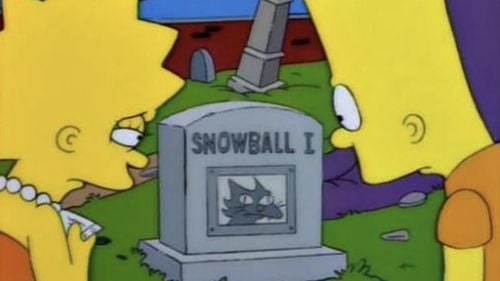 Imigranți haitieni care “mănâncă pisici”: De unde provine fake news-ul promovat de Donald Trump și Elon Musk